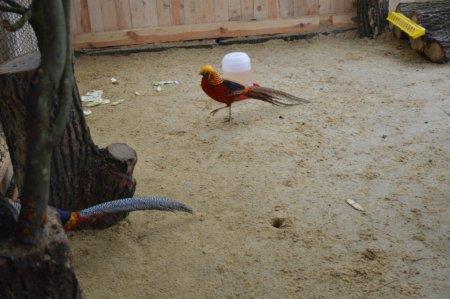 Відкриття міні-зоопарку «Пташине царство»