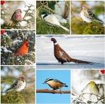 1 квітня - Міжнародний день птахів